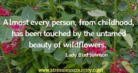 	Almost every person, from childhood, has been touched by the untamed beauty of wildflowers. Lady Bird Johnson