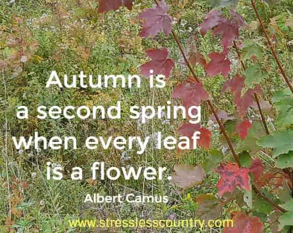 Autumn is a second spring when every leaf is a flower.