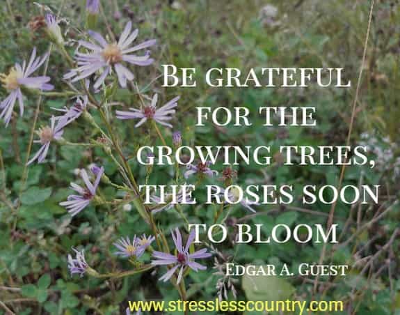 Be grateful for the growing trees, the roses soon to bloom