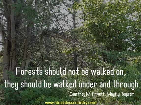 Forests should not be walked on, they should be walked under and through.