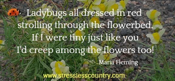 Ladybugs all dressed in red strolling through the flowerbed. If I were tiny just like you I'd creep among the flowers too! Maria Fleming