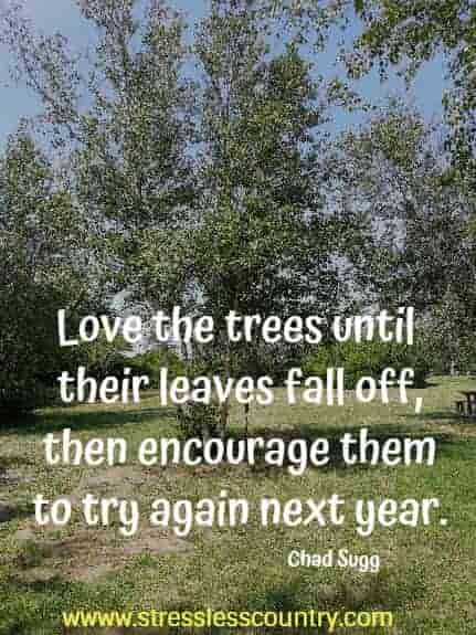 Love the trees until their leaves fall off, then encourage them to try again next year. Chad Sugg