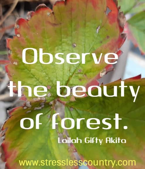 Observe the beauty of forest.