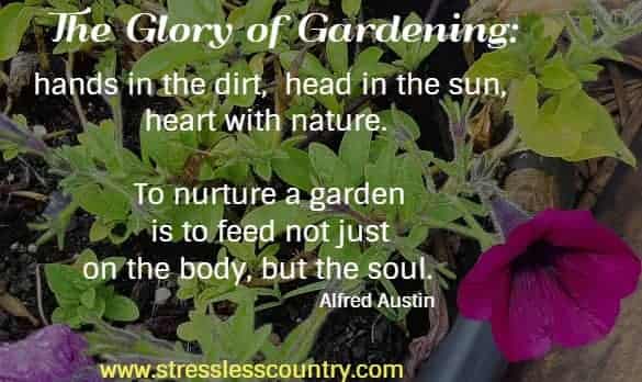 The glory of gardening: hands in the dirt, head in the sun, heart with nature. To nurture a garden is to feed not just on the body, but the soul  Alfred Austin