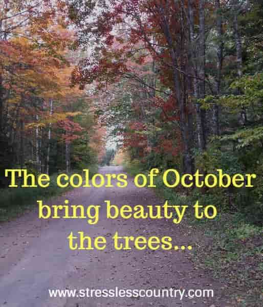 The colors of October bring beauty to the trees...