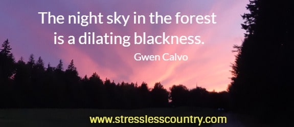 The night sky in the forest is a dilating blackness. 