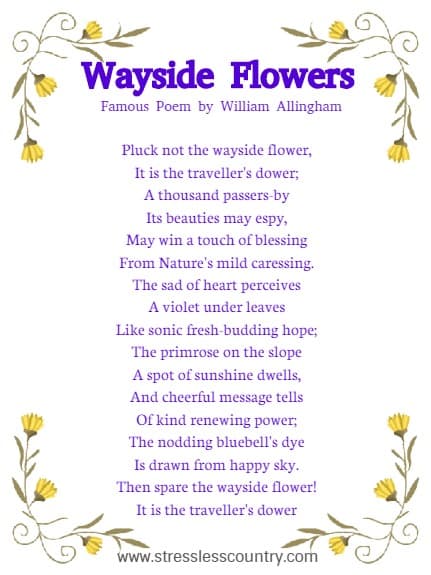 Wayside Flowers  Famous Poem by William Allingham
Pluck not the wayside flower,
It is the traveller's dower;
A thousand passers-by
Its beauties may espy,
May win a touch of blessing
From Nature's mild caressing.
The sad of heart perceives
A violet under leaves
Like sonic fresh-budding hope;
The primrose on the slope
A spot of sunshine dwells,
And cheerful message tells
Of kind renewing power;
The nodding bluebell's dye
Is drawn from happy sky.
Then spare the wayside flower!
It is the traveller's dower.