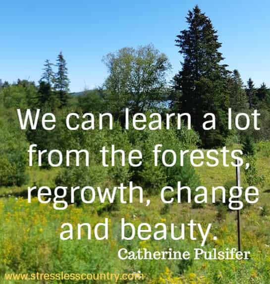 We can learn a lot from the forests, regrowth, change and beauty.