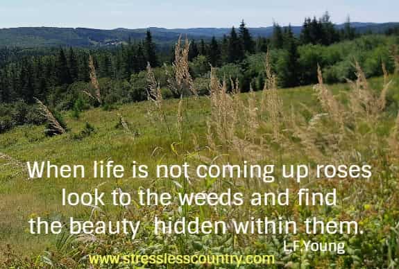 When life is not coming up roses look to the weeds and find the beauty hidden within them.