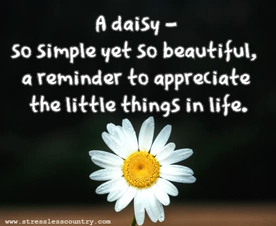 A daisy - so simple yet so beautiful,  a reminder to appreciate the little things in life.