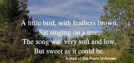 A little bird, with feathers brown, Sat singing on a tree; The song was very soft and low, But sweet as it could be. Author of the Poem Unknown