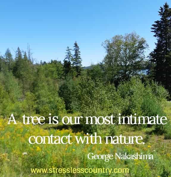 A tree is our most intimate contact with nature.