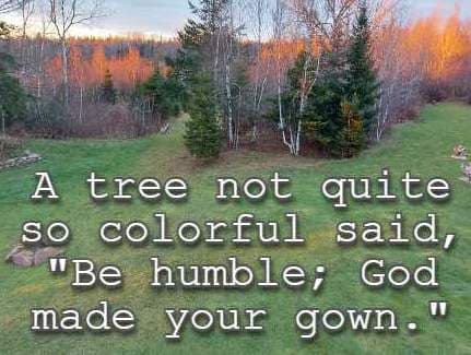 A tree not quite so colorful said, Be humble; God made your gown