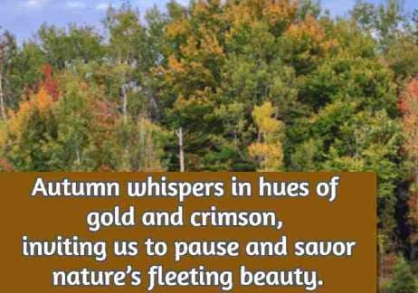 Autumn whispers in hues of gold and crimson, inviting us to pause and savor nature’s fleeting beauty.