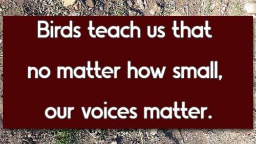 Birds teach us that no matter how small, our voices matter.