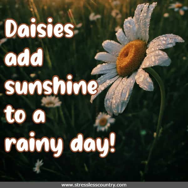 daisies add sunshine to a rainy day