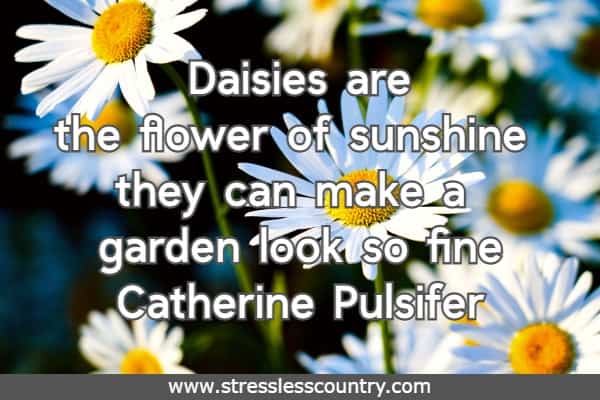 Daisies are the flower of sunshine they can make a garden look so fine