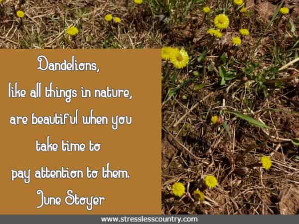 Dandelions, like all things in nature, are beautiful when you take time to pay attention to them. June Stoyer
