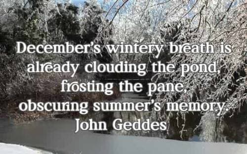 December's wintery breath is already clouding the pond, frosting the pane, obscuring summer's memory.