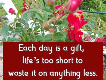 Each day is a gift; life’s too short to waste it on anything less.