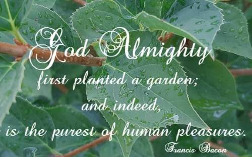 God Almighty first planted a garden; and indeed, it is the purest of human pleasures. Francis Bacon