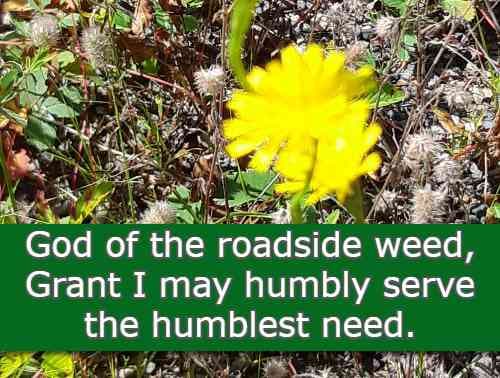 God of the roadside weed, Grant I may humbly serve the humblest need