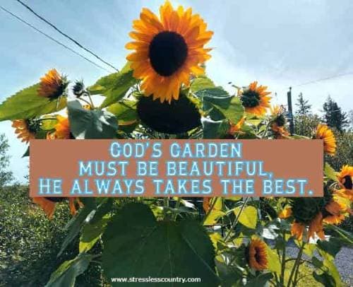God’s garden must be beautiful, He always takes the best