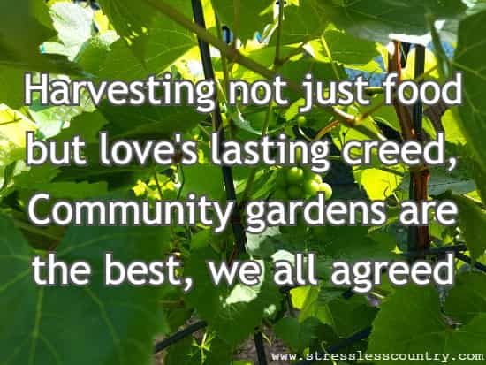Harvesting not just food but love's lasting creed, Community gardens are the best, we all agreed.
