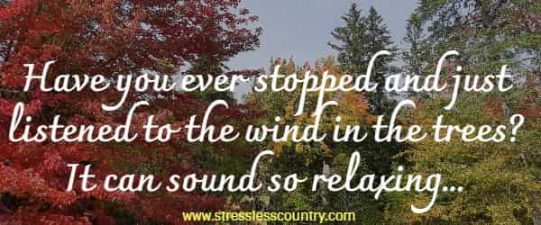 Have you ever stopped and just listened to the wind in the trees? It can sound so relaxing