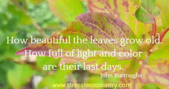 how beautiufl the leaves grow old. how full of light and colr are their last days