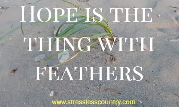 hope is the thing with feathers