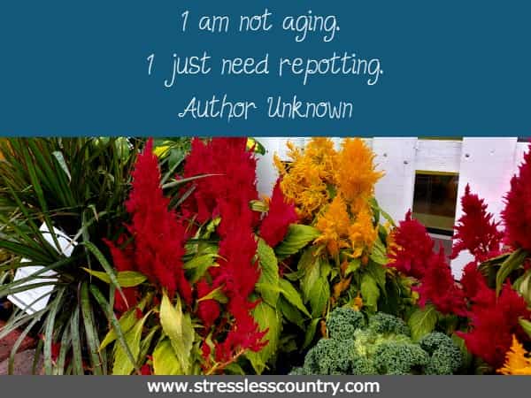 I am not aging. I just need repotting.