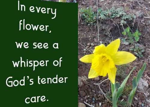 In every flower, we see a whisper of God’s tender care