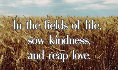 In the fields of life, sow kindness, and reap love