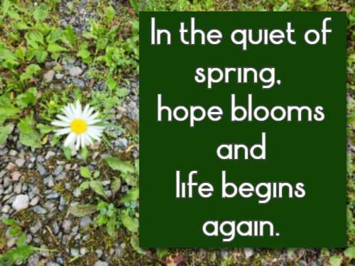 In the quiet of spring, hope blooms and life begins again.