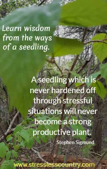 learn wisdom from the ways of a seedling...