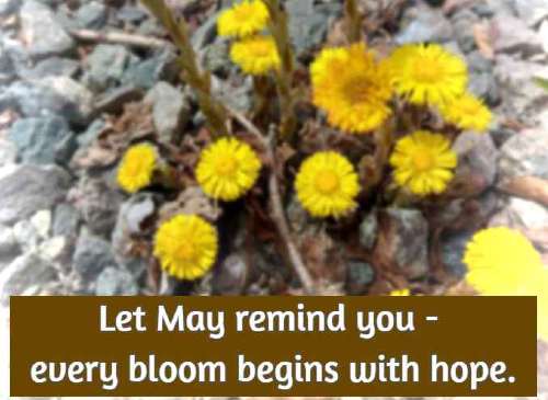 Let May remind you - every bloom begins with hope.