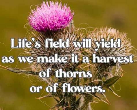 Life’s field will yield as we make it a harvest of thorns or of flowers