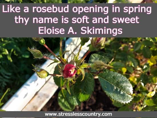 Like a rosebud opening in spring thy name is soft and sweet