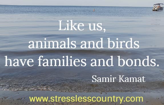 Like us, animals and birds have families and  bonds.