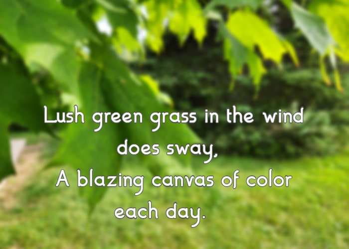 Lush green grass in the wind does sway, A blazing canvas of color each day.