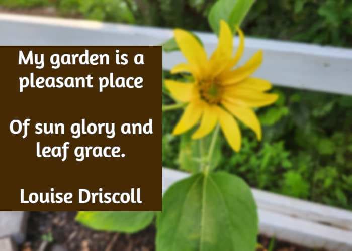 My garden is a pleasant place Of sun glory and leaf grace. Louise Driscoll