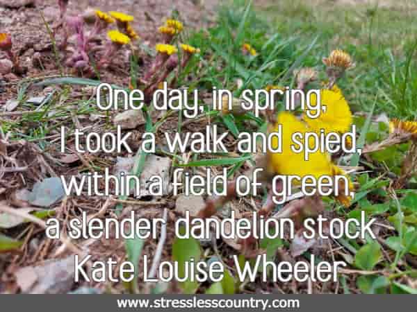  One day, in spring, I took a walk and spied, within a field of green, a slender dandelion stock