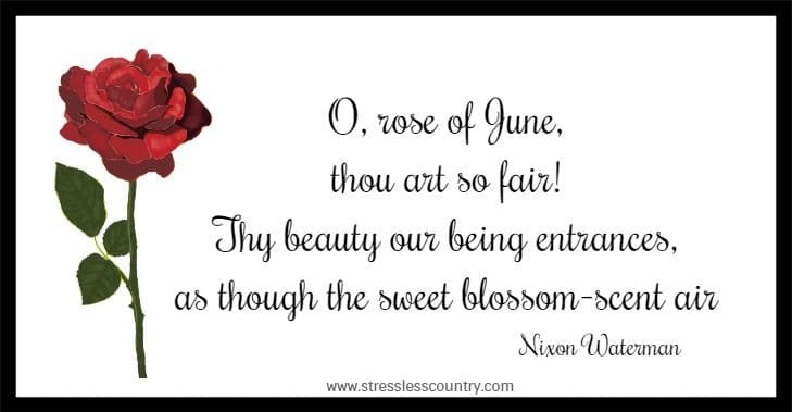 O, rose of June, thou art so fair! Thy beauty our being entrances, as though the sweet blossom-scent air