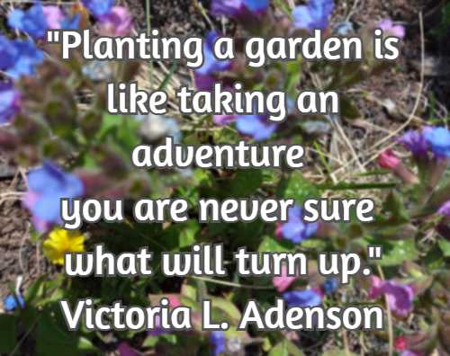 Planting a garden is like taking an adventure you are never sure what will turn up