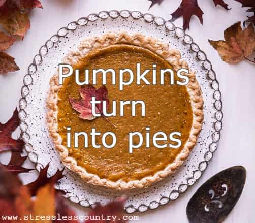 Pumpkins turn into pies