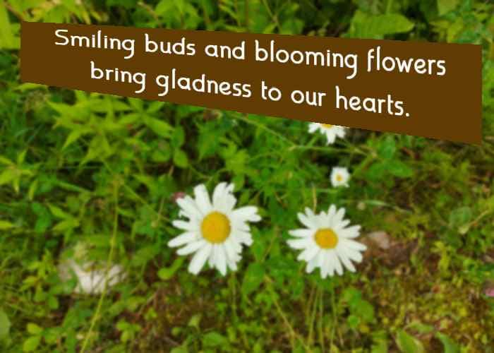 Smiling buds and blooming flowers bring gladness to our hearts