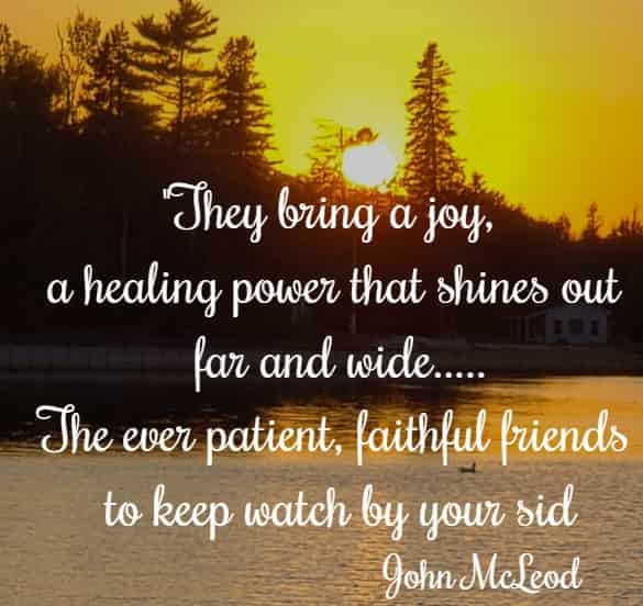 They bring a joy, a healing power that shines out far and wide.....The ever patient, faithful friends to keep watch by your side!