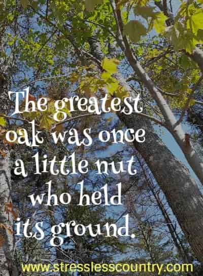 The greatest oak was once a little nut who held its ground.