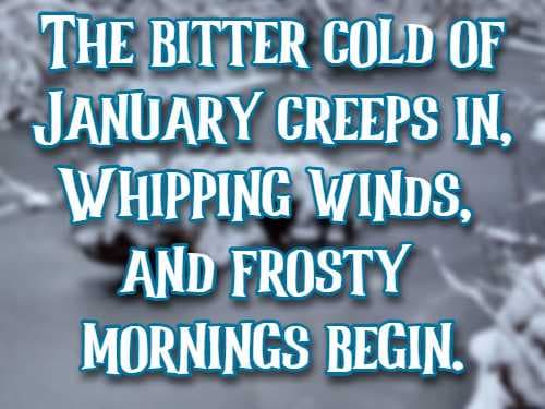 The bitter cold of January creeps in, Whipping winds, and frosty mornings begin